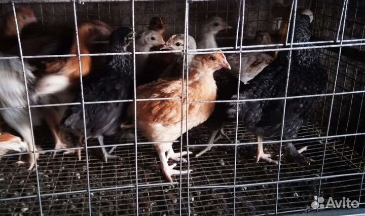 Яйцо инкубационное,Цыплята смешанных пород