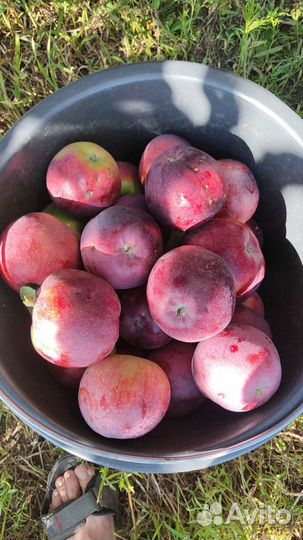 Яблоки Вильямс