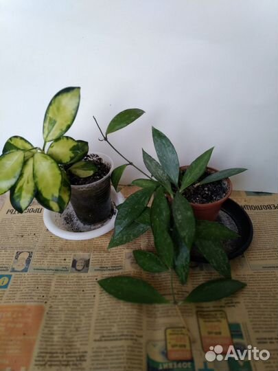 Хойя Gracilis. Хойя Australis. Хойя Каудата