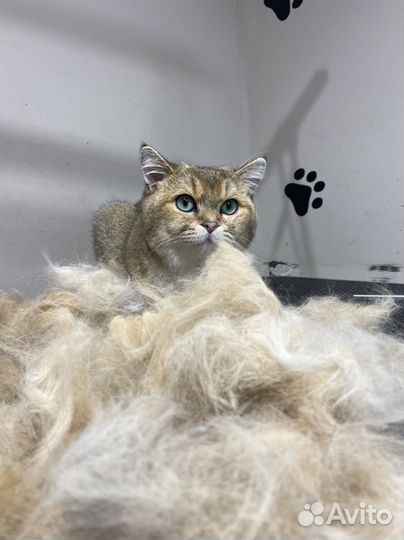 Стрижка собак и кошек