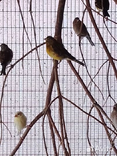 Продам канареек