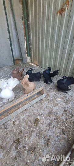 Статные голуби