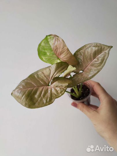 Сингониумы сортовые (2)