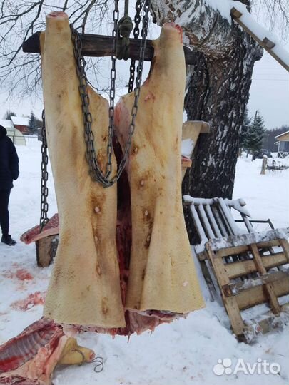 Мясо свинина домашняя