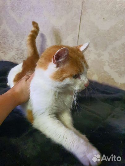 Котик в добрые руки