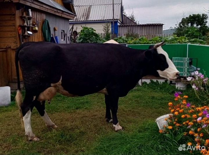 Продам дойную корову