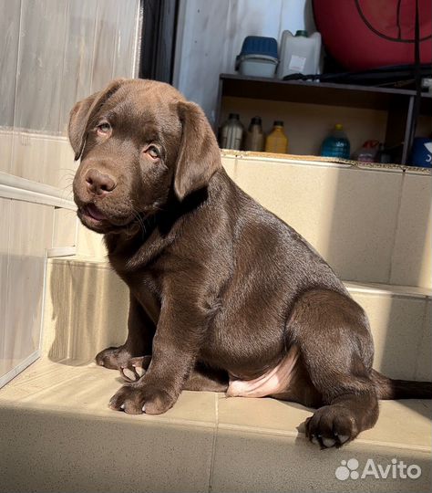 Щенки лабрадора