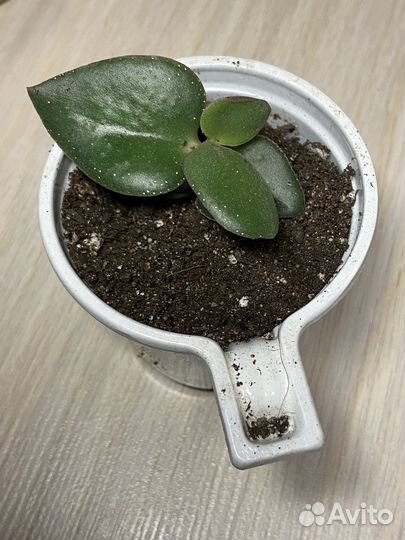 Крассула толстянка денежное дерево