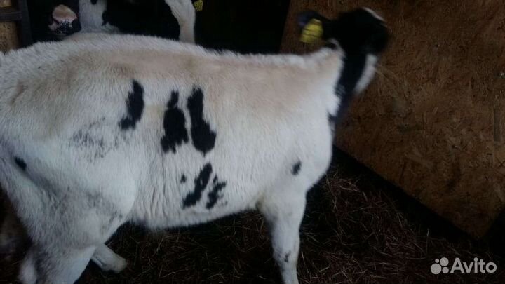 Бычки на откорм