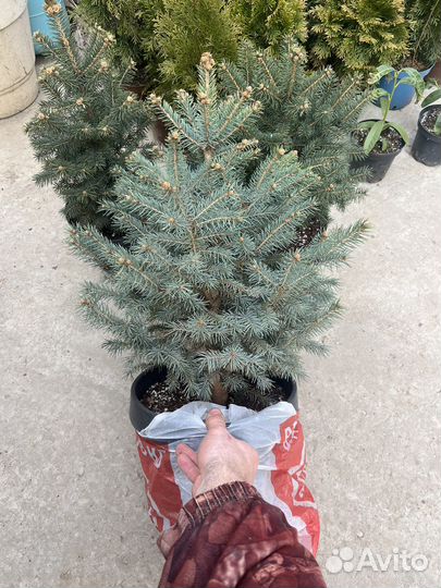 Ель голубая глаука 55см