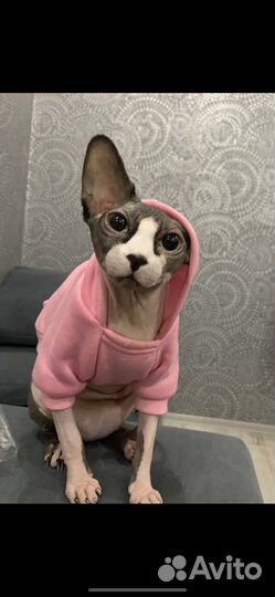 Канадский сфинкс котенок девочка