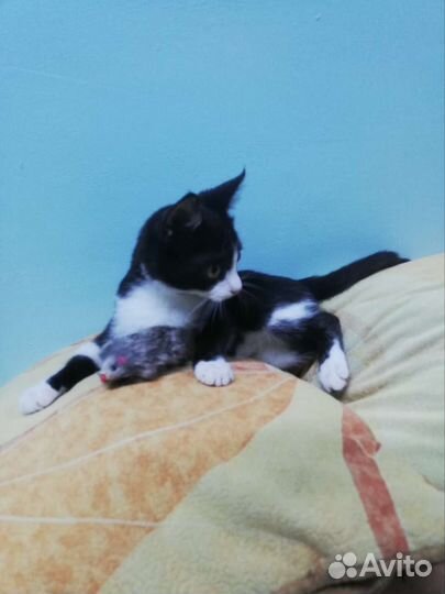 Кошка в дар