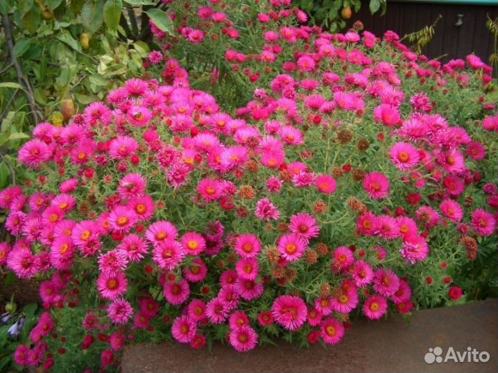 Ценителям красоты Астра многолетняя