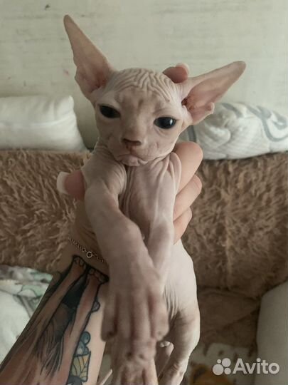 Канадский сфинкс