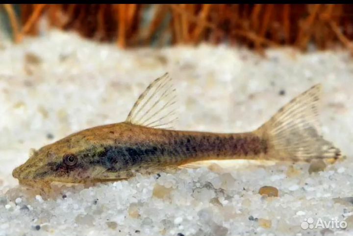 Отоцинклус негрос