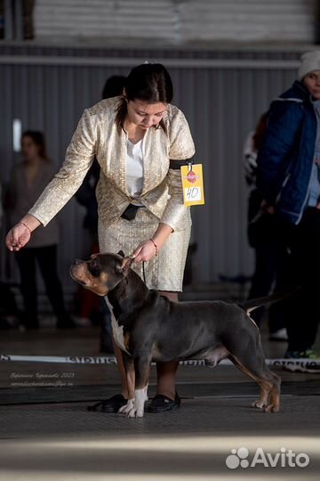 Американский булли покет вязка
