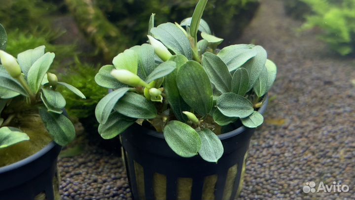 Буцефаландры, акв растения, мхи, коряги и мн др