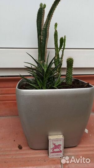 Кактусы и сукуленты