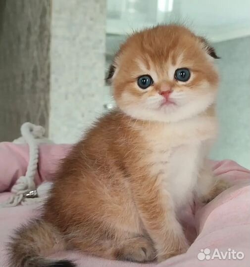 Золотые шиншиллы