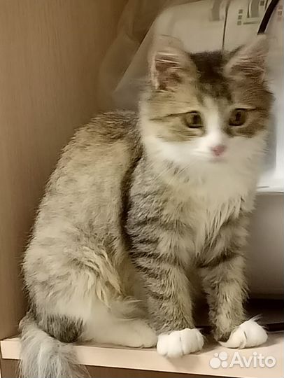 Котенок девочка в дар