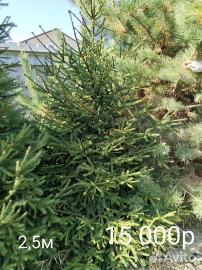 Продаются пушистые ели