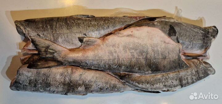 Кета свежемороженная 2023 год