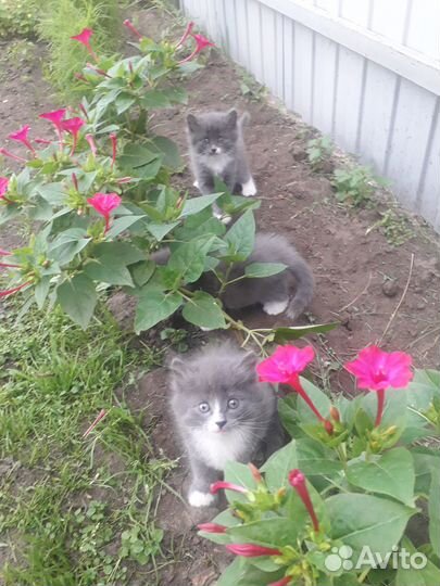 Котята в добрые руки омск