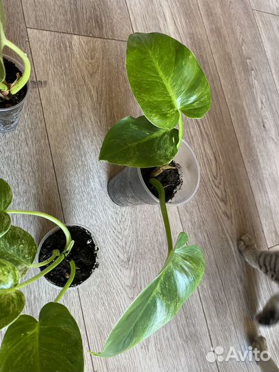 Филодендрон гигантум вариегатный, отличный вар)