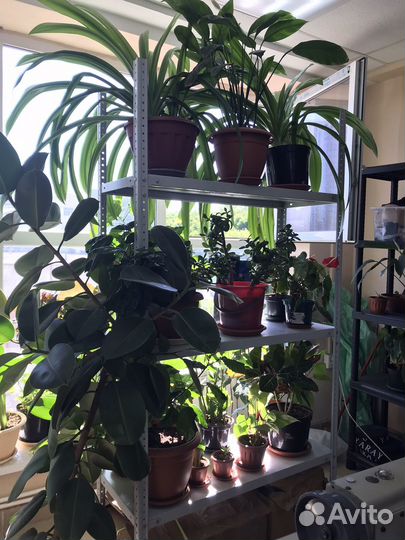 Комнатные цветы