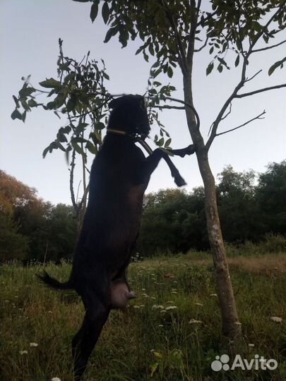 Козы дойные молочные