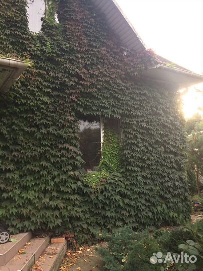 Виноград Вичи декоративный