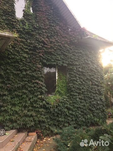 Виноград Вичи декоративный