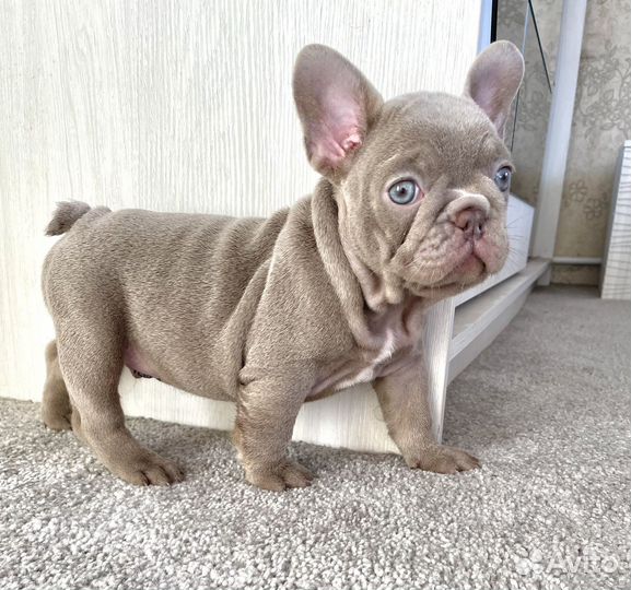 Мальчик Isabella Newshade