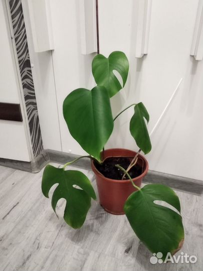 Монстера лиана