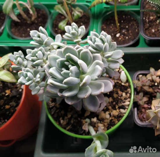 Суккуленты