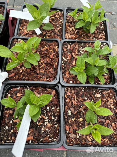 Саженцы гортензии Самарская Лидия