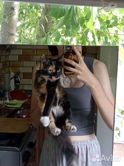 Кошка в добрые руки