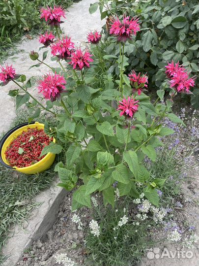 Манарда (бергамот)