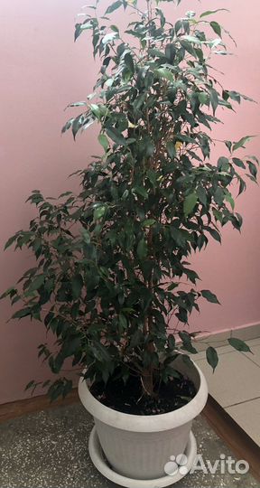 Фикус бенджамина большой