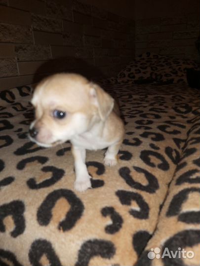 Щенки чихуахуа мини