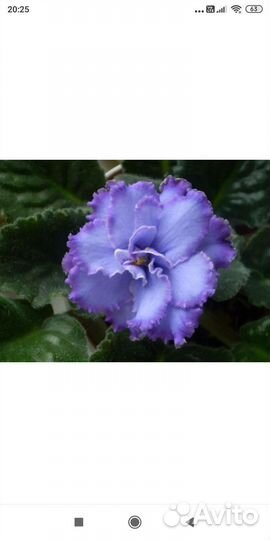 Фиалка голубой дракон