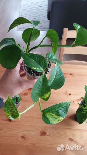 Сциндаптус эпипремнум