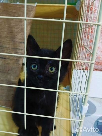 Необыкновенный котенок с бровями ищет дом