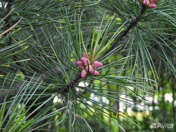 Кедр корейский (лат. Pinus koraiensis) 2022 год пр