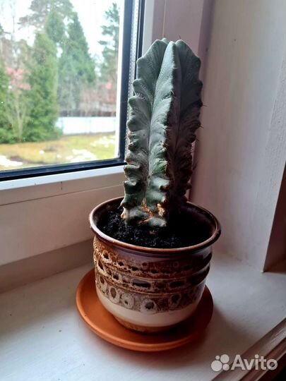 Кактус цереус