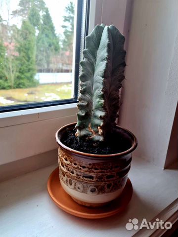 Кактус цереус