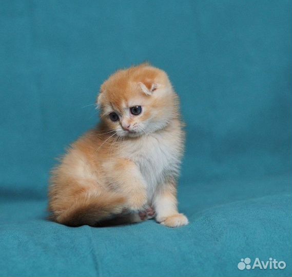 Вислоухий котик