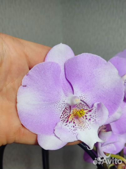 Орхидея