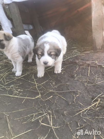 Щенки алабая