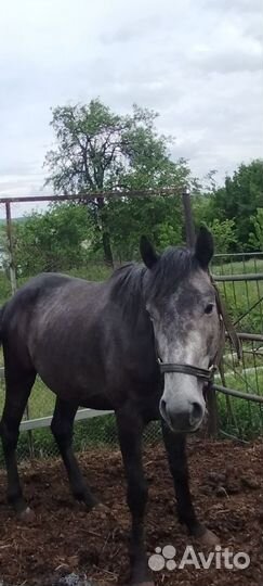 Лошадь жеребец